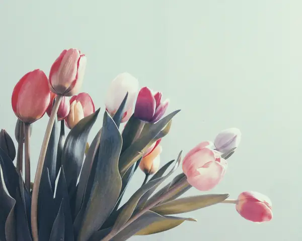 Flower photograph